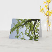 Looking up to 春ポプラツリー カード (黄色い花)