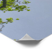 Looking up to 春ポプラツリー ポスター (角)