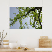 Looking up to 春ポプラツリー ポスター (キッチン)