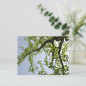 Looking up to 春ポプラツリー ポストカード (スタンド正面)