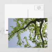 Looking up to 春ポプラツリー ポストカード (正面/裏面)