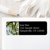 Looking up to 春ポプラツリー ラベル (インサイチュ)