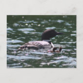 loonと2匹の赤ちゃん ポストカード (正面)