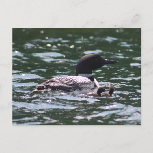 loonと2匹の赤ちゃん ポストカード (正面)