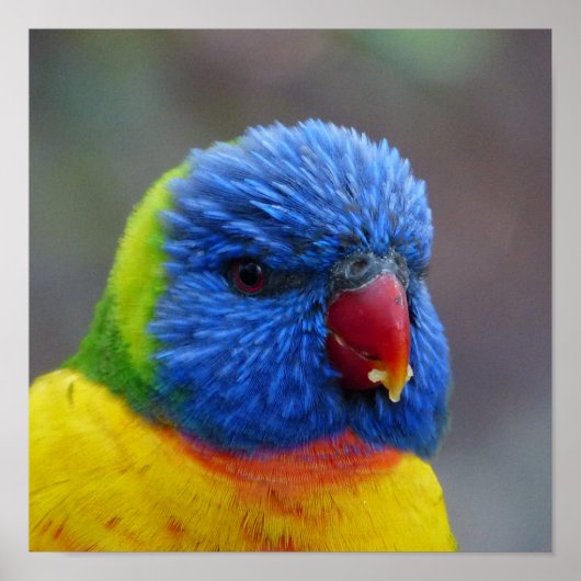 Lori_2015_0203 ポスター (正面)