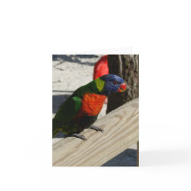 Lorikeetのメッセージカード