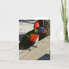 Lorikeetのメッセージカード カード