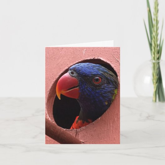 lorikeetのnotecard (こんにちは) カード (正面)