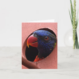 lorikeetのnotecard (こんにちは) カード