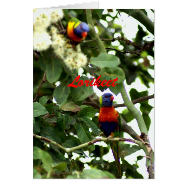 Lorikeet (正面)