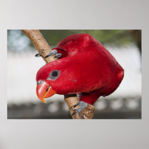 Lorikeet ポスター