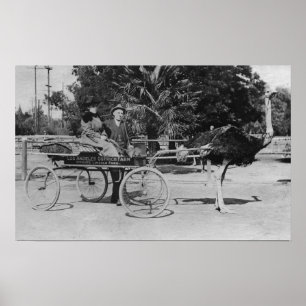 Los Angeles, CA Ostrich Farm Cart Scene ポスター
