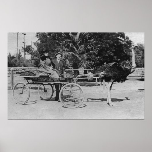 Los Angeles, CA Ostrich Farm Cart Scene ポスター (正面)