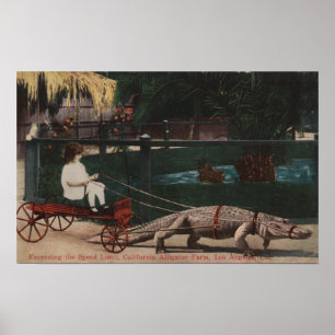 Los Angeles, CAAlligator FarmPulling Girl ポスター
