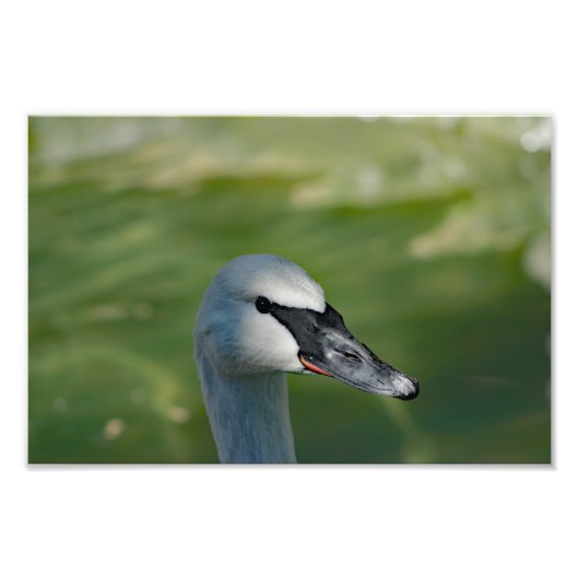 Los Angeles Zoo フォトプリント (正面)