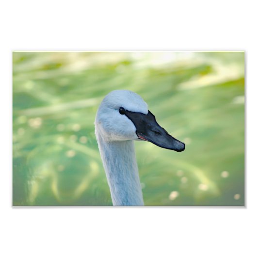 Los Angeles Zoo フォトプリント (正面)