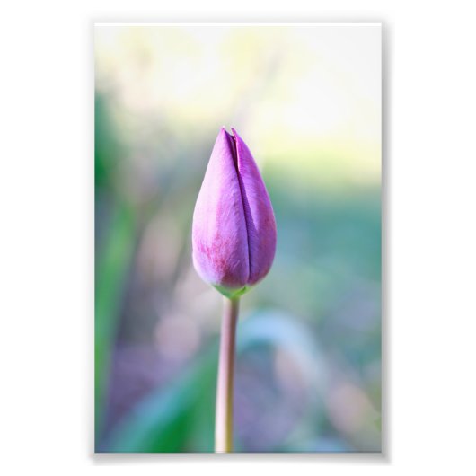 Lotus フォトプリント (正面)
