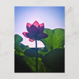 Lotus ポストカード