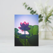 Lotus ポストカード (スタンド正面)