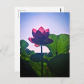 Lotus ポストカード (正面/裏面)