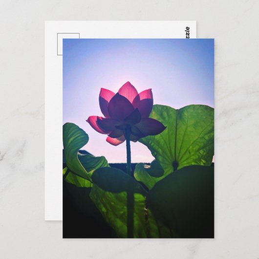 Lotus ポストカード (正面/裏面)