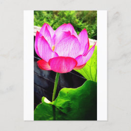 Lotus ポストカード