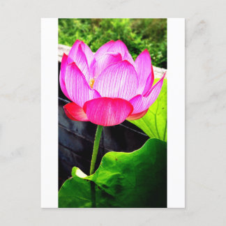 Lotus ポストカード