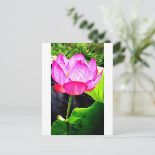 Lotus ポストカード (スタンド正面)