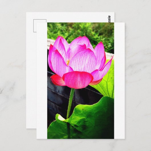 Lotus ポストカード (正面/裏面)