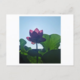 Lotus ポストカード