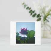 Lotus ポストカード (スタンド正面)