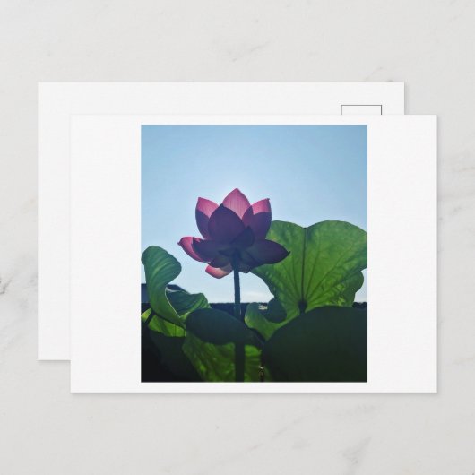 Lotus ポストカード (正面/裏面)