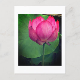 Lotus ポストカード