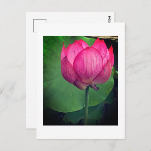 Lotus ポストカード (正面/裏面)