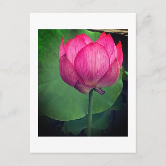 Lotus ポストカード (正面)