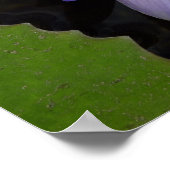 lotus bleu du Nil ポスター (角)