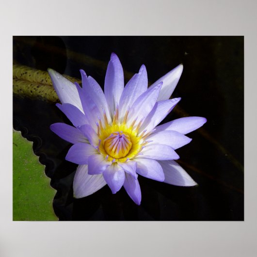 lotus bleu du Nil ポスター (正面)