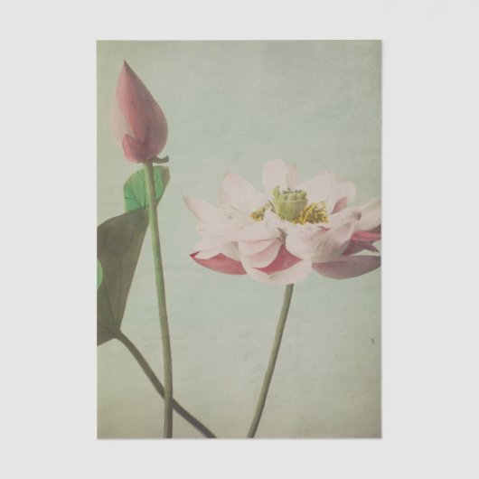 Lotus by Ogawa Kazumasa 薄葉紙 (正面)