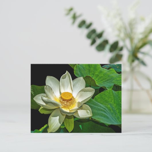 Lotus Flowering. ポストカード (スタンド正面)