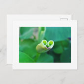 Lotus Heart ポストカード (正面/裏面)