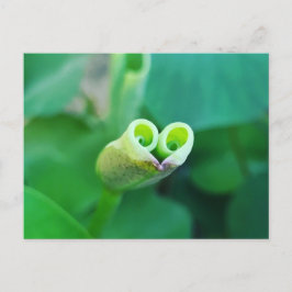 Lotus Heart ポストカード