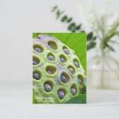 Lotus Seeds ポストカード (スタンド正面)