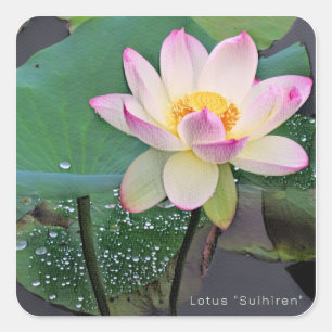 Lotus "Suihiren" スクエアシール