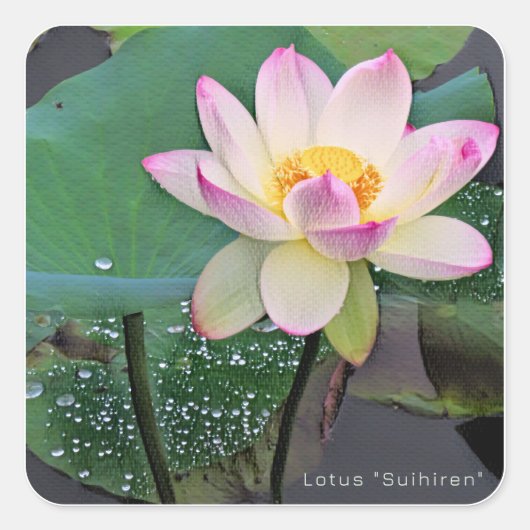 Lotus "Suihiren" スクエアシール (正面)