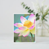 Lotus "Suihiren" ポストカード (スタンド正面)