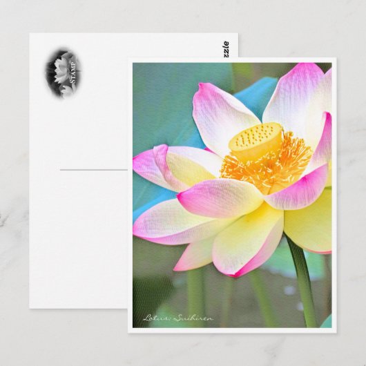 Lotus "Suihiren" ポストカード (正面/裏面)