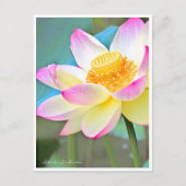Lotus "Suihiren" ポストカード (正面)
