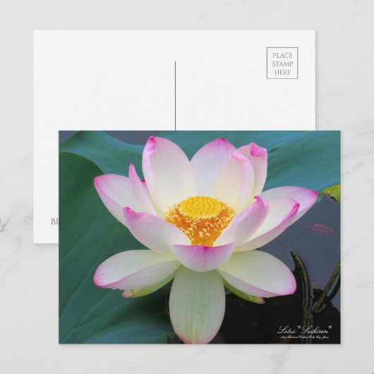 Lotus "Suihiren" ポストカード (正面/裏面)