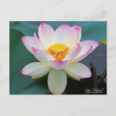 Lotus "Suihiren" ポストカード (正面)