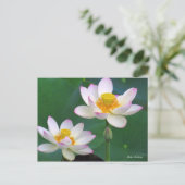 Lotus "Suihiren" ポストカード (スタンド正面)